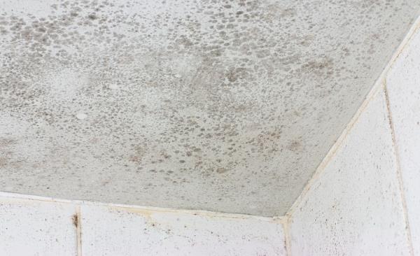 Mold Remediation by Crisis Management Restoration Services