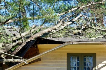 New Eagle, Pennsylvania Fallen Tree Damage Restoration by Crisis Management Restoration Services