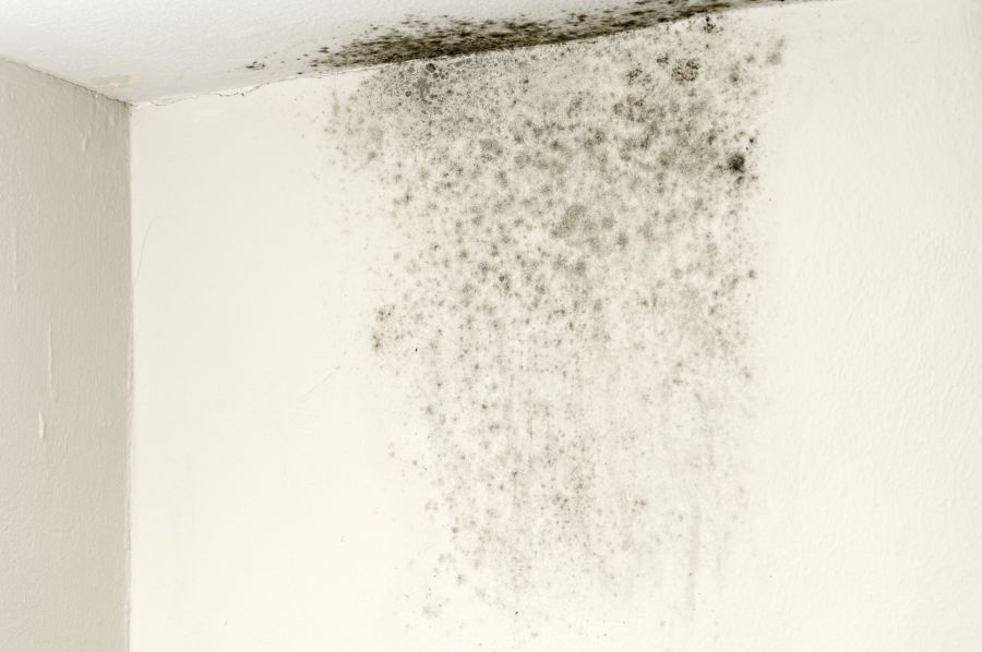 Mold Remediation by Crisis Management Restoration Services